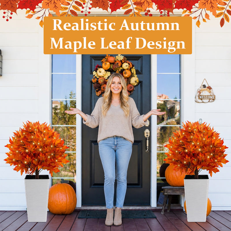 Lighted Autumn Maple Trees