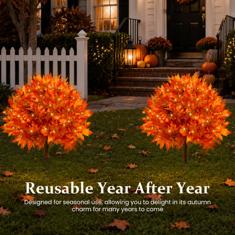 Lighted Autumn Maple Trees
