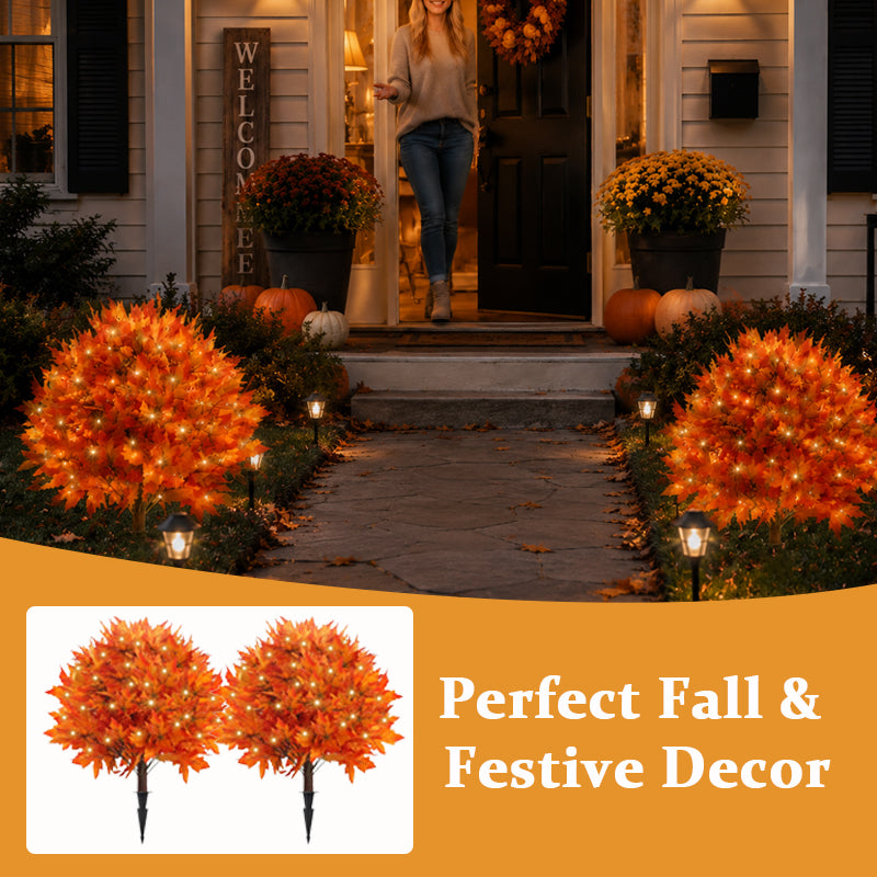 Lighted Autumn Maple Trees