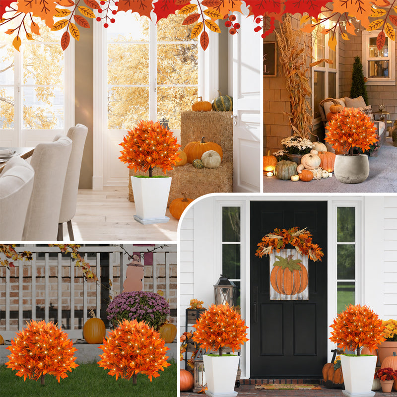 Lighted Autumn Maple Trees